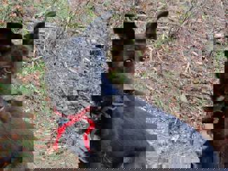 Merlin_1.jpg (2)