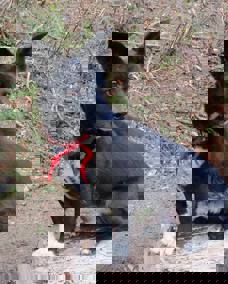 Merlin_1.jpg (2)