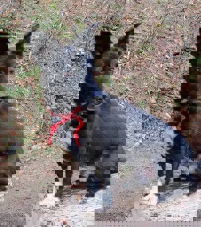 Merlin_1.jpg (2)