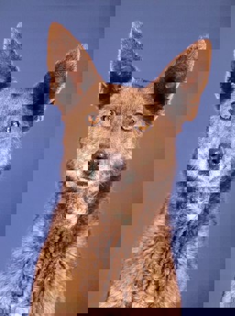 Barka_3.jpg