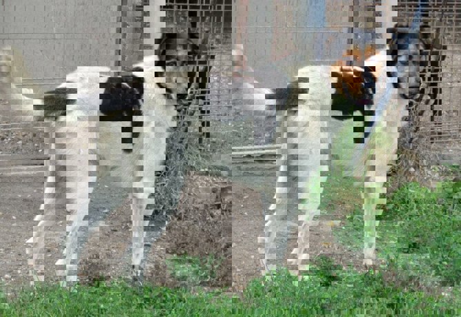 Ati_2.jpg