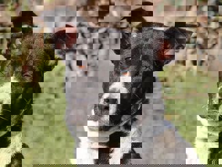 Bolka_1.jpg (2)