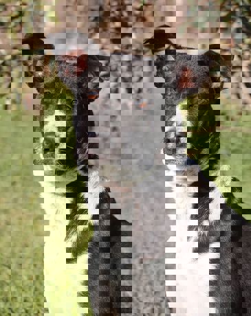 Bolka_1.jpg (2)