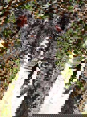 Bolka_3.jpg (2)