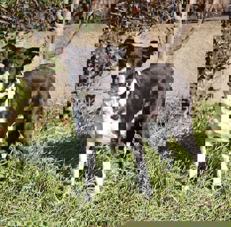 Bolka_2.jpg (2)