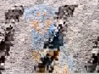 Roy_1.jpg (4)