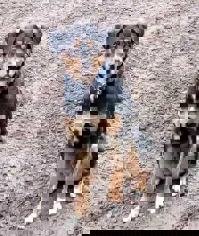 Roy_1.jpg (4)
