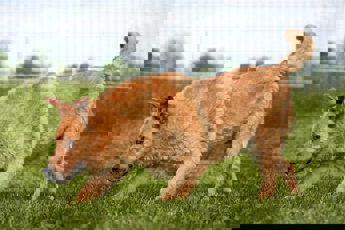 Odin_2.jpg (3)