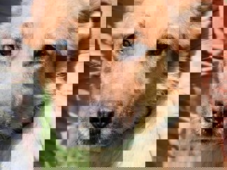 Odin_3.jpg (3)