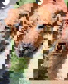 Odin_3.jpg (3)