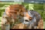 Pongo_3.jpg (2)