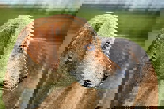 Pongo_3.jpg (2)