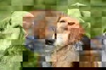 Pongo_2.jpg (2)