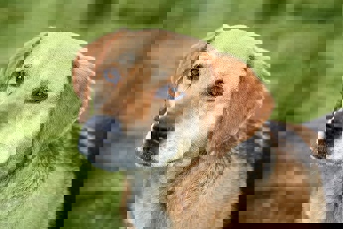 Pongo_2.jpg (2)