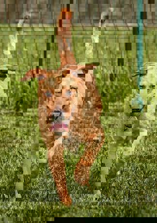Oberon_4.jpg (1)
