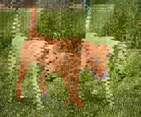 Oberon_2.jpg (1)