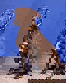Alma_1.jpg (1)