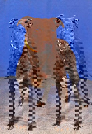 Alma_2.jpg (1)