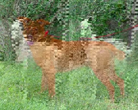 Ophelia_2.jpg
