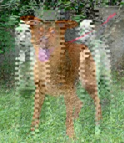 Ophelia_3.jpg