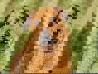 Medve_1.jpg