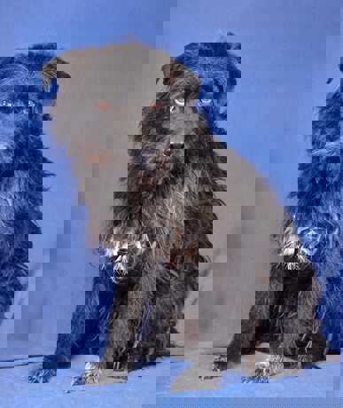 Blacky_3.jpg (2)