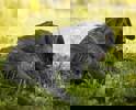 Lini_4.jpg (1)
