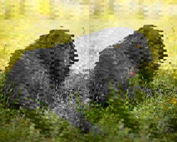 Lini_4.jpg (1)
