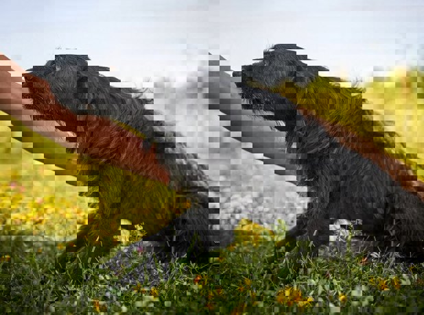 Lini_3.jpg (1)