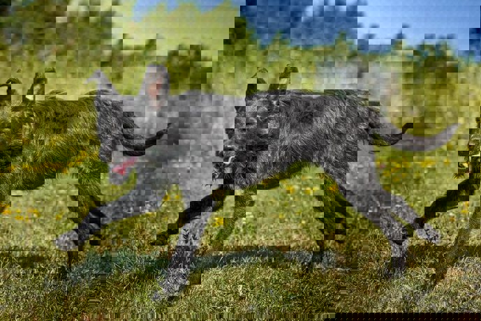 Lini_2.jpg (1)