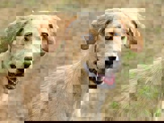 Branca_1.jpg