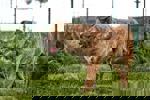 Okra_2.jpg (2)
