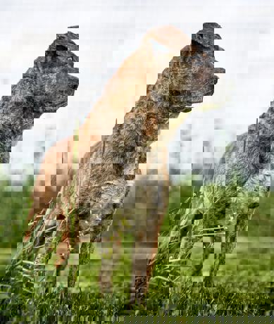 Okra_3.jpg (2)