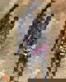 Paloma_1.jpg