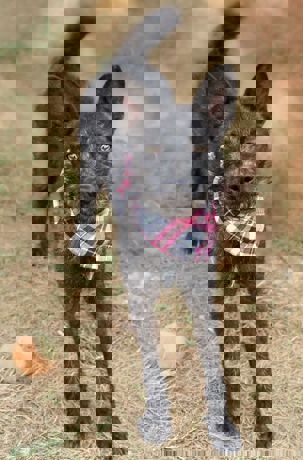 Paloma_1.jpg