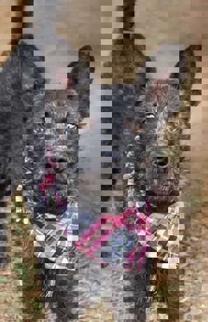 Paloma_3.jpg