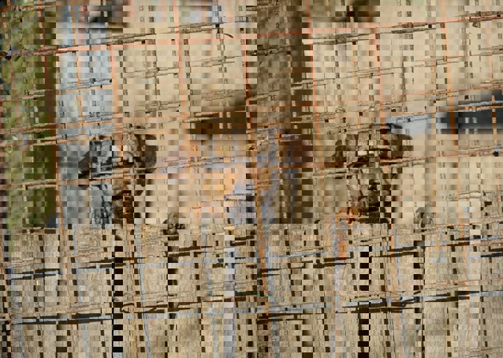 Svilos Hund Skaliert Min