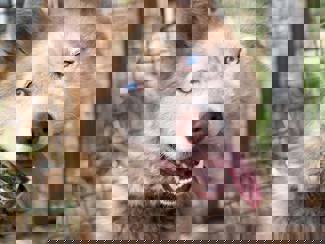 Alvin_1.jpg