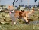 Alvin_2.jpg
