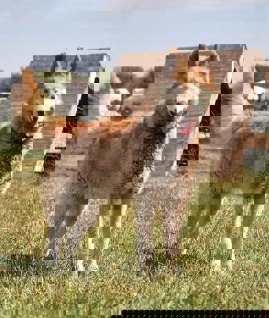 Alvin_3.jpg