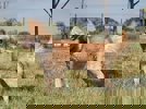 Alvin_4.jpg