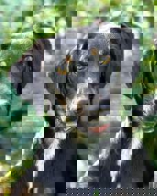 Victor_1.jpg (2)