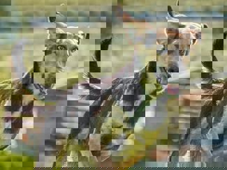 Vino_1.jpg