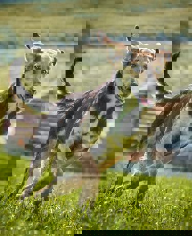 Vino_1.jpg