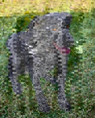 Kai_1.jpg (3)