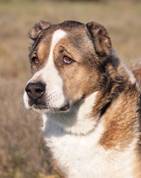 Dorka: Zentralasiatischer Schäferhund, Hündin, geb.  2012, bei uns seit März 2023
