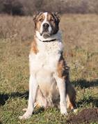 Dorka: Zentralasiatischer Schäferhund, Female, born  2012, bei ACA seit März 2023