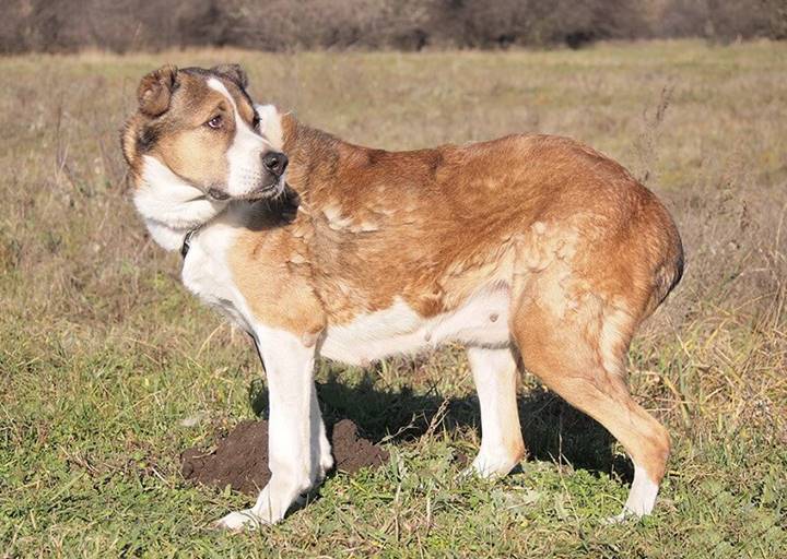 Dorka: Zentralasiatischer Schäferhund, Female, born  2012, bei ACA seit März 2023