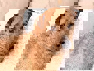 Ferro_1.jpg