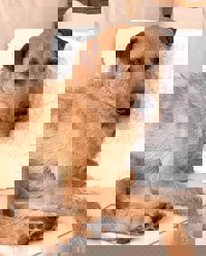 Ferro_1.jpg